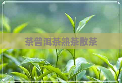 茶普洱茶熟茶散茶