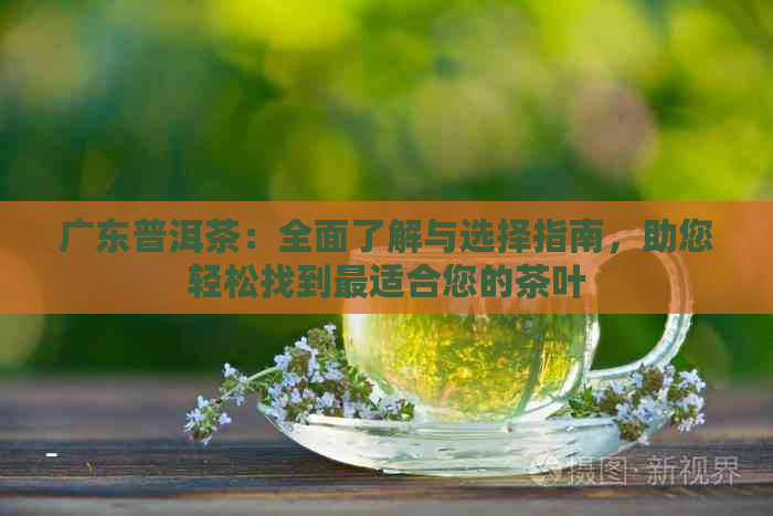 广东普洱茶：全面了解与选择指南，助您轻松找到最适合您的茶叶