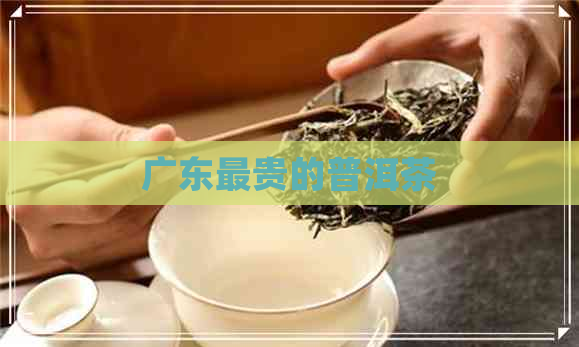 广东最贵的普洱茶