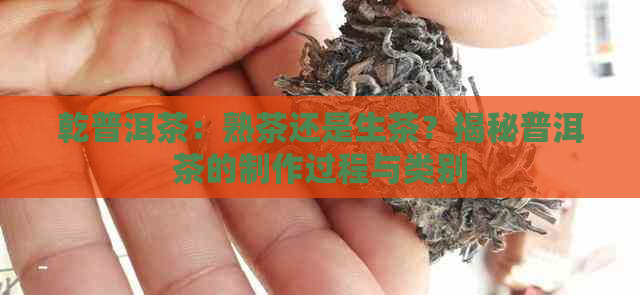 乾普洱茶：熟茶还是生茶？揭秘普洱茶的制作过程与类别