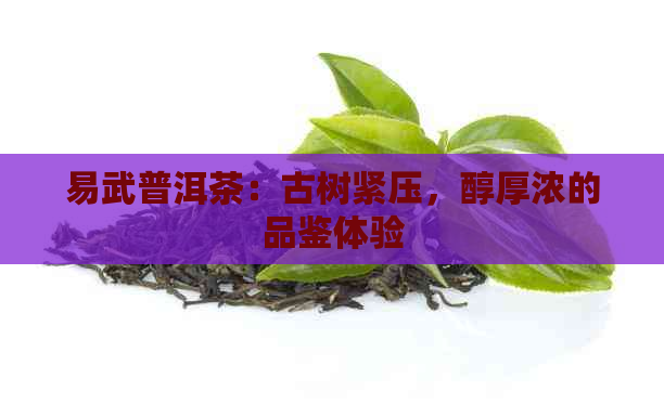 易武普洱茶：古树紧压，醇厚浓的品鉴体验