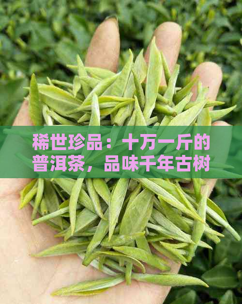 稀世珍品：十万一斤的普洱茶，品味千年古树的独特魅力