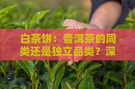 白茶饼：普洱茶的同类还是独立品类？深度解析其独特性质和鉴别方法