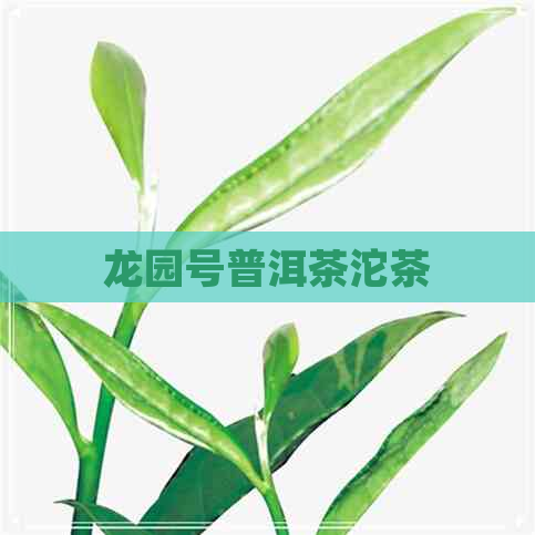 龙园号普洱茶沱茶