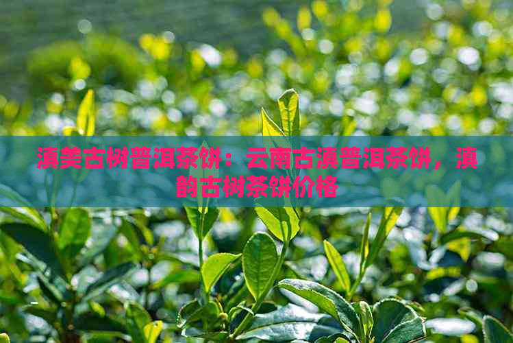 滇美古树普洱茶饼：云南古滇普洱茶饼，滇韵古树茶饼价格