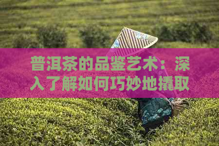 普洱茶的品鉴艺术：深入了解如何巧妙地撬取普洱茶叶