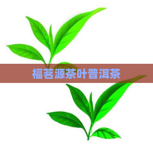 福茗源茶叶普洱茶