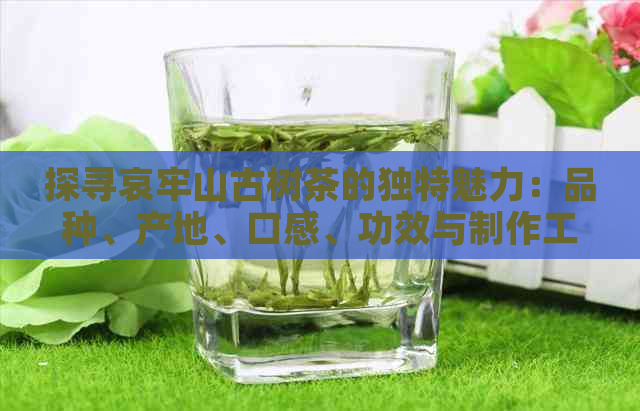 探寻哀牢山古树茶的独特魅力：品种、产地、口感、功效与制作工艺全面解析