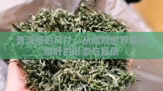 普洱茶的尺寸：从微观世界解读茶叶的形态与品质