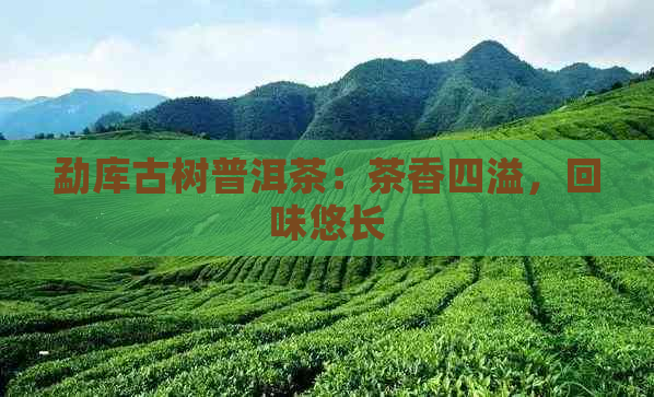 勐库古树普洱茶：茶香四溢，回味悠长