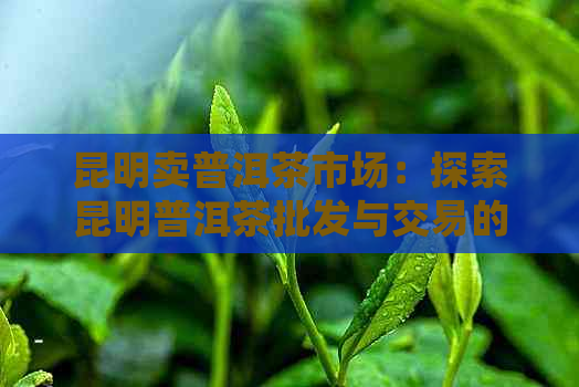 昆明卖普洱茶市场：探索昆明普洱茶批发与交易的去处