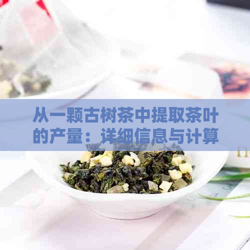 从一颗古树茶中提取茶叶的产量：详细信息与计算方法