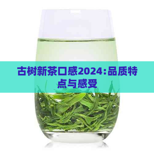 古树新茶口感2024:品质特点与感受