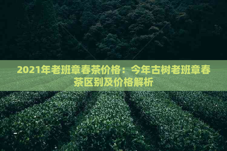 2021年老班章春茶价格：今年古树老班章春茶区别及价格解析