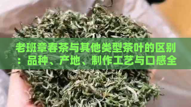 老班章春茶与其他类型茶叶的区别：品种、产地、制作工艺与口感全方位解析