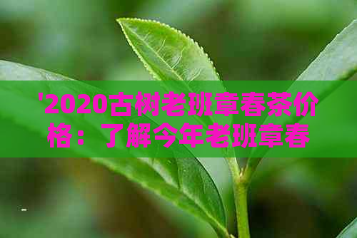 '2020古树老班章春茶价格：了解今年老班章春茶价及最新报价'