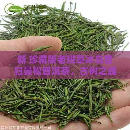 新 珍藏版老班章冰岛昔归曼松普洱茶，古树之魂，千年传承的独特风味