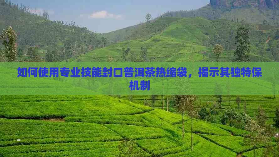 如何使用专业技能封口普洱茶热缩袋，揭示其独特保机制