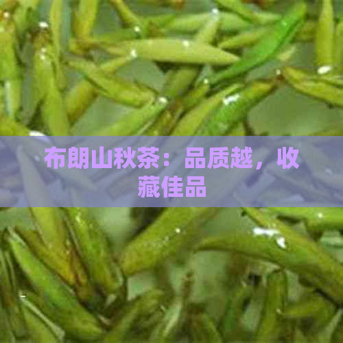 布朗山秋茶：品质越，收藏佳品