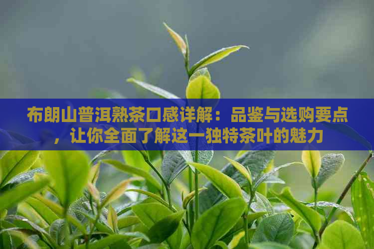 布朗山普洱熟茶口感详解：品鉴与选购要点，让你全面了解这一独特茶叶的魅力