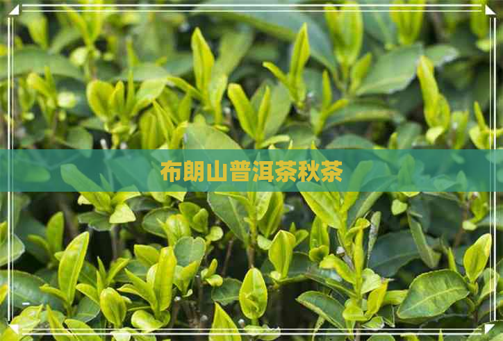 布朗山普洱茶秋茶