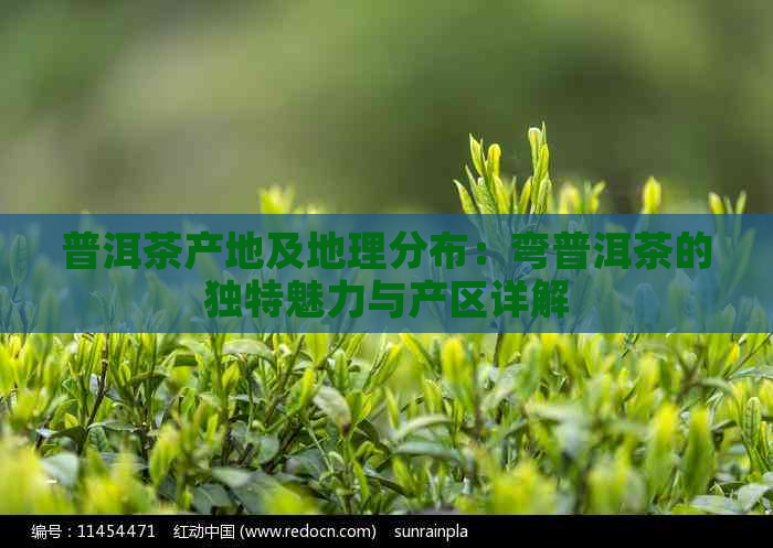 普洱茶产地及地理分布：弯普洱茶的独特魅力与产区详解