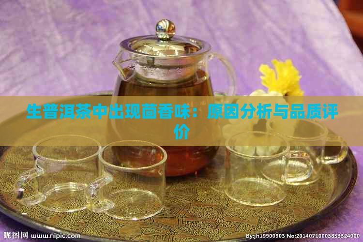 生普洱茶中出现茴香味：原因分析与品质评价