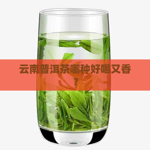 云南普洱茶哪种好喝又香？