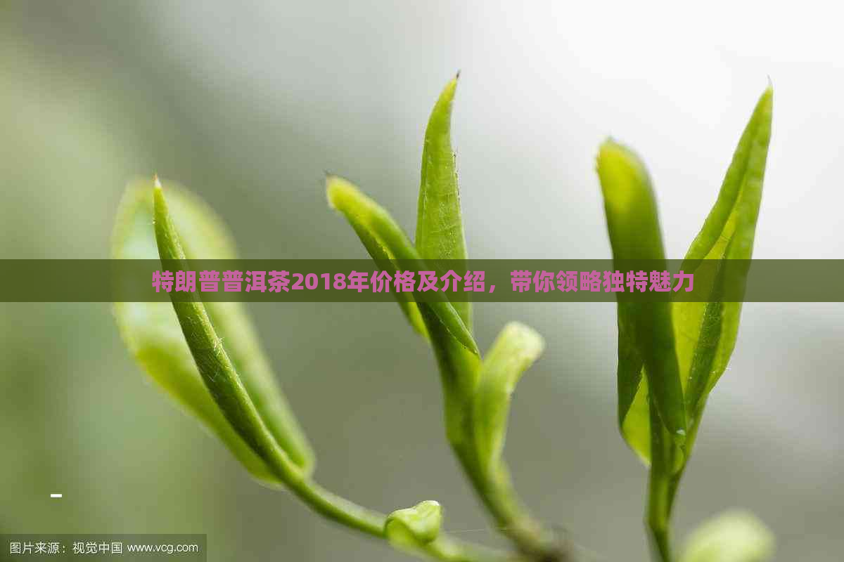 特朗普普洱茶2018年价格及介绍，带你领略独特魅力