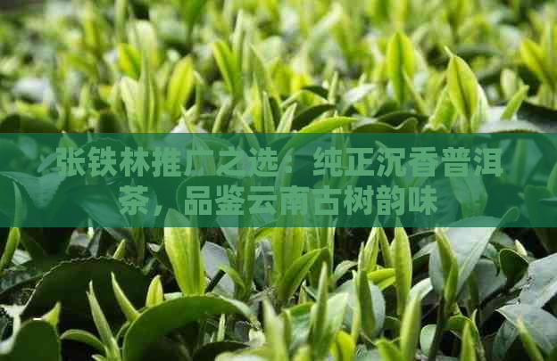 张铁林推广之选：纯正沉香普洱茶，品鉴云南古树韵味