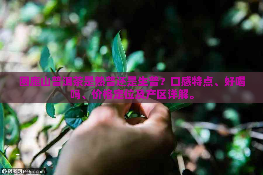 困鹿山普洱茶是熟普还是生普？口感特点、好喝吗、价格定位及产区详解。