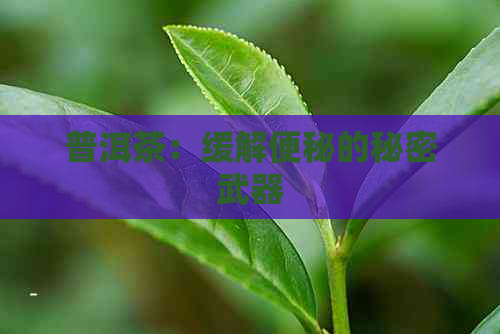 普洱茶：缓解便秘的秘密武器