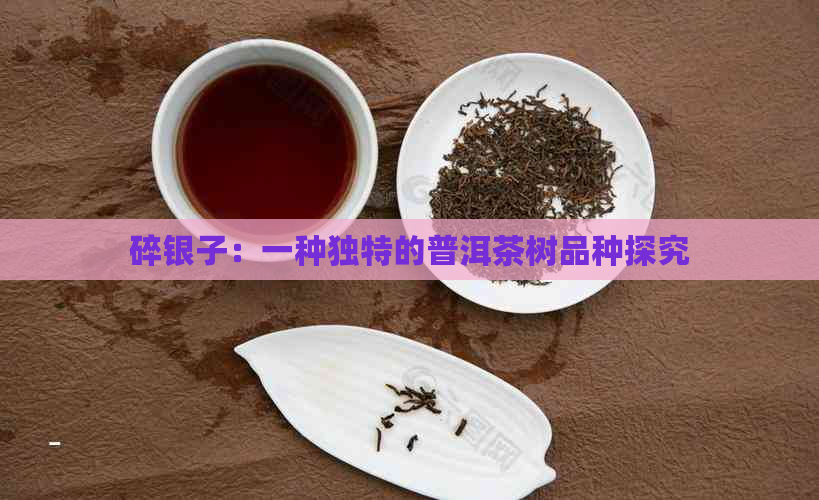 碎银子：一种独特的普洱茶树品种探究