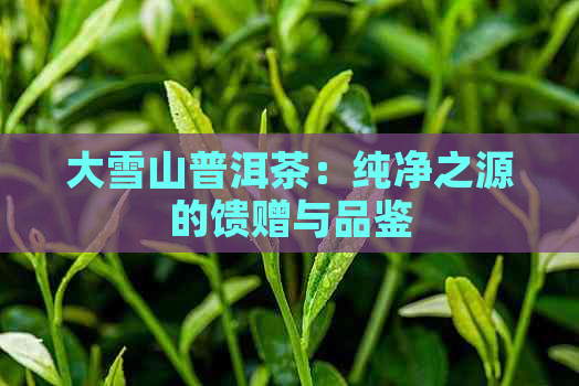 大雪山普洱茶：纯净之源的馈赠与品鉴