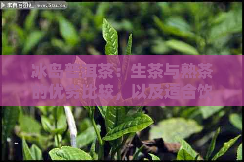 冰岛普洱茶：生茶与熟茶的优劣比较，以及适合饮用的场景分析