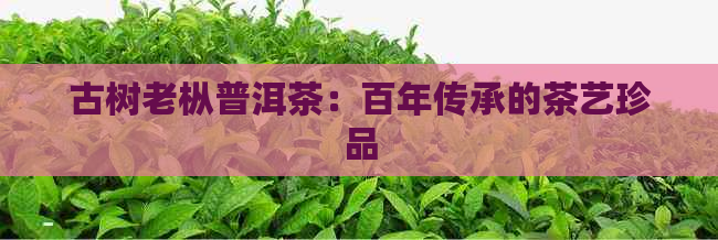 古树老枞普洱茶：百年传承的茶艺珍品