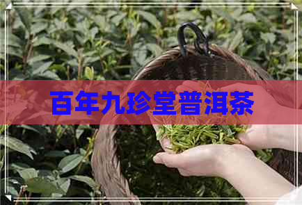 百年九珍堂普洱茶