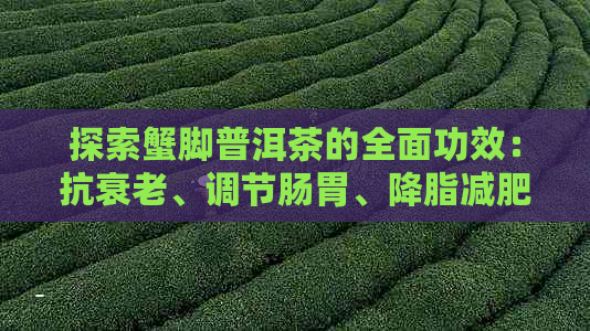 探索蟹脚普洱茶的全面功效：抗衰老、调节肠胃、降脂减肥等奇妙作用