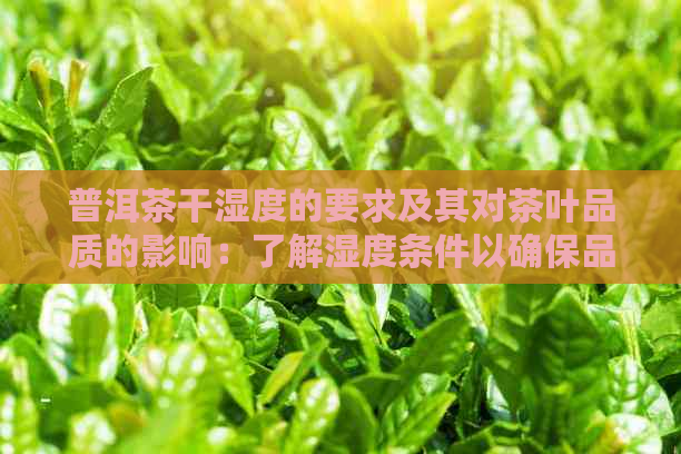 普洱茶干湿度的要求及其对茶叶品质的影响：了解湿度条件以确保品尝体验