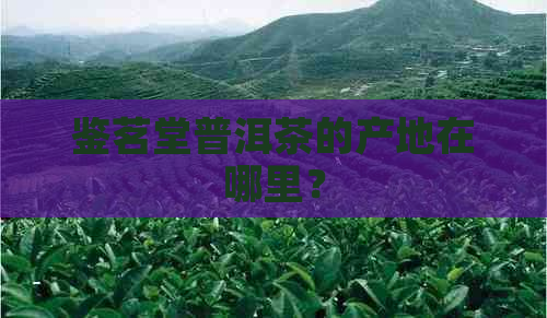 鉴茗堂普洱茶的产地在哪里？