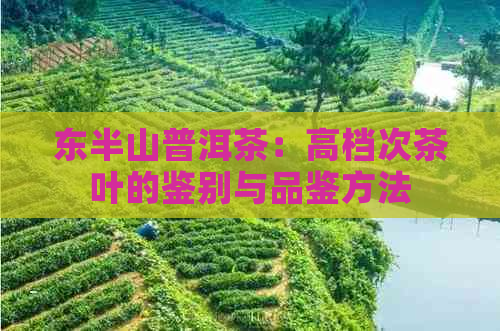 东半山普洱茶：高档次茶叶的鉴别与品鉴方法