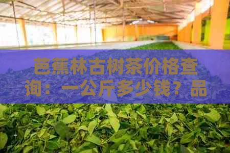 芭蕉林古树茶价格查询：一公斤多少钱？品质如何？购买渠道？