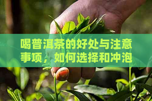 喝普洱茶的好处与注意事项，如何选择和冲泡普洱茶？