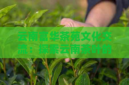 云南富华茶苑文化交流：探索云南茶叶的魅力，体验多元文化交流