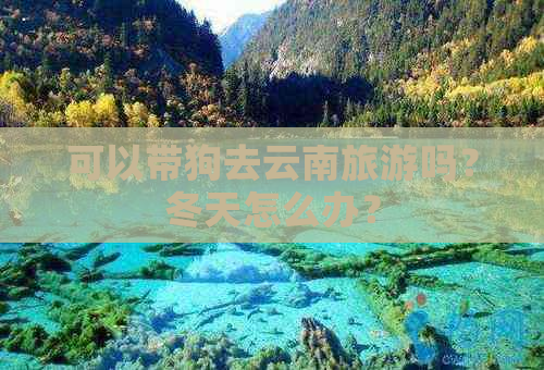 可以带狗去云南旅游吗？冬天怎么办？