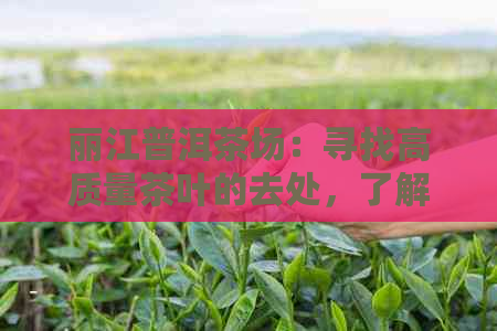 丽江普洱茶场：寻找高质量茶叶的去处，了解详细信息及价格