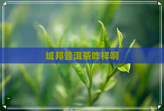 域邦普洱茶咋样啊