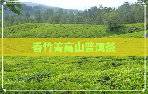 香竹箐高山普洱茶