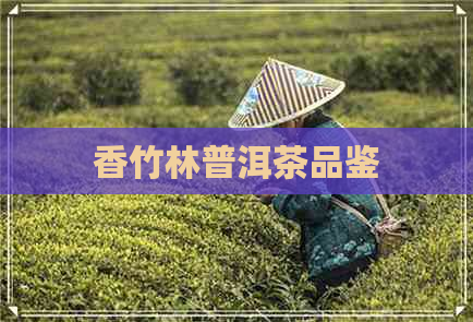 香竹林普洱茶品鉴