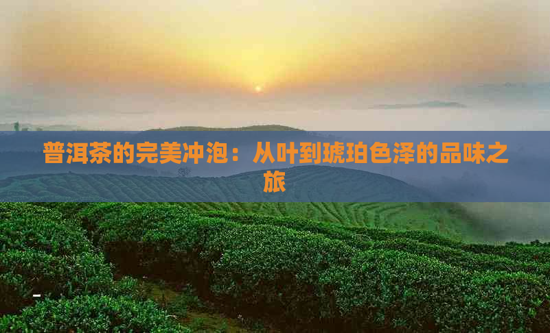 普洱茶的完美冲泡：从叶到琥珀色泽的品味之旅